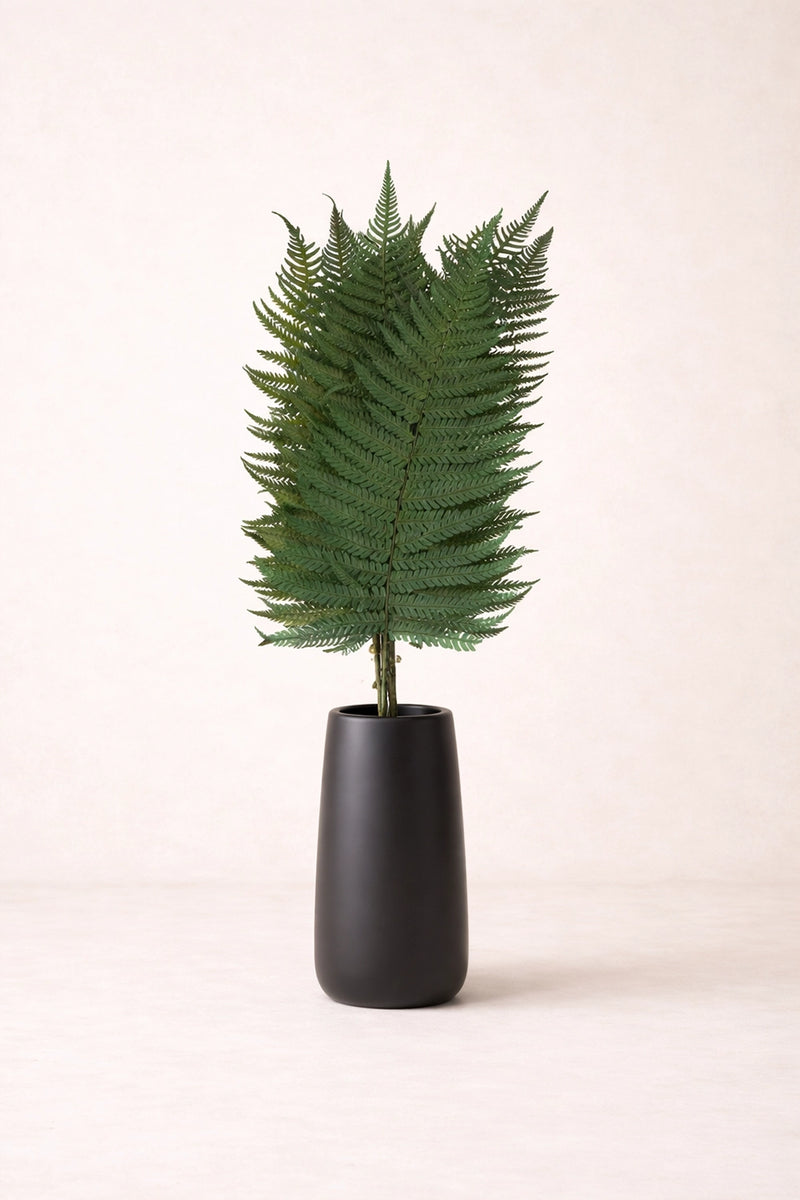 Parchment Fern