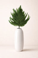 Plume Fern