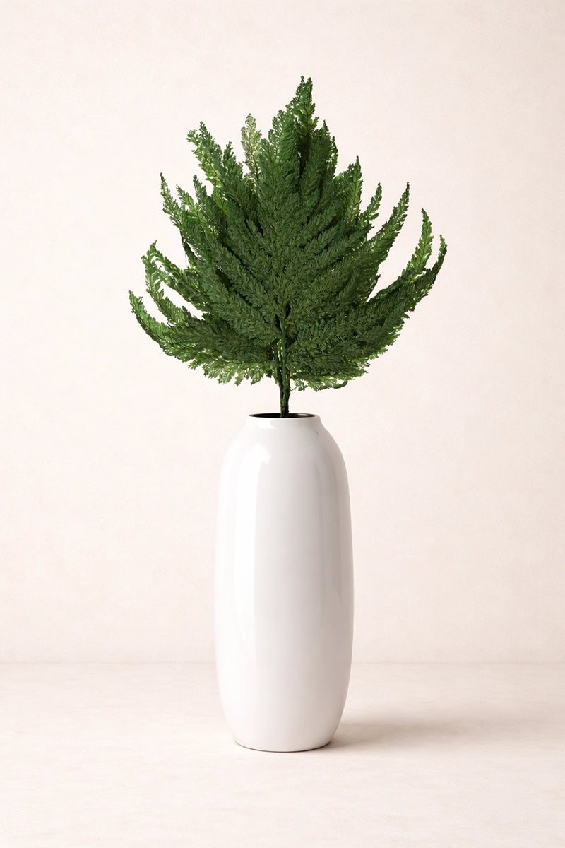 Plume Fern