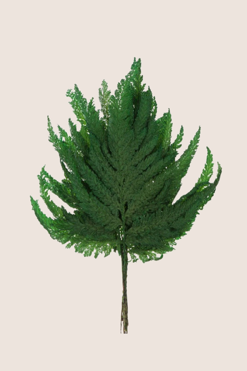 Plume Fern