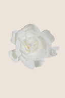 Gardenia- Box 3 heads