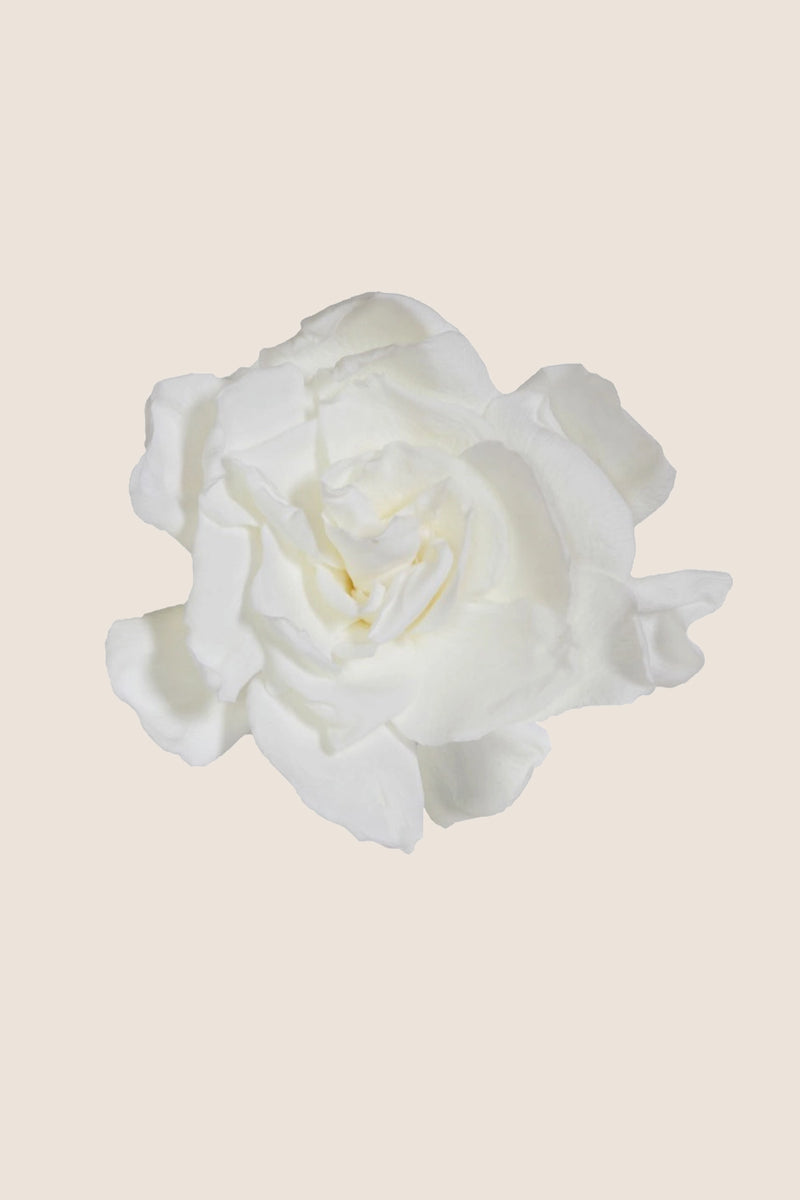 Gardenia- Box 3 heads