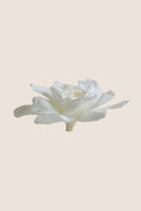 Gardenia- Box 3 heads