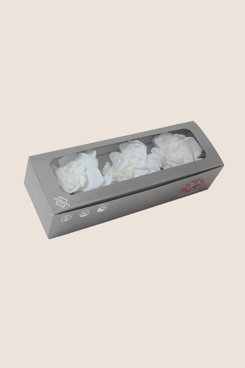 Gardenia- Box 3 heads