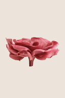 Gardenia- Box 3 heads