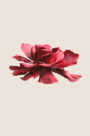 Gardenia- Box 3 heads