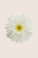 Gerbera - Box 4 heads
