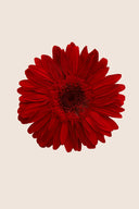 Gerbera - Box 4 heads