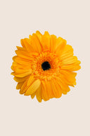 Gerbera - Box 4 heads