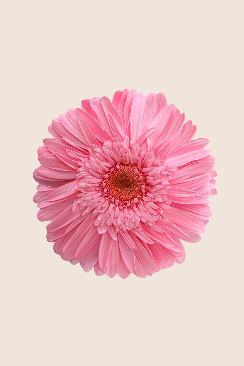 Gerbera - Box of 4 heads