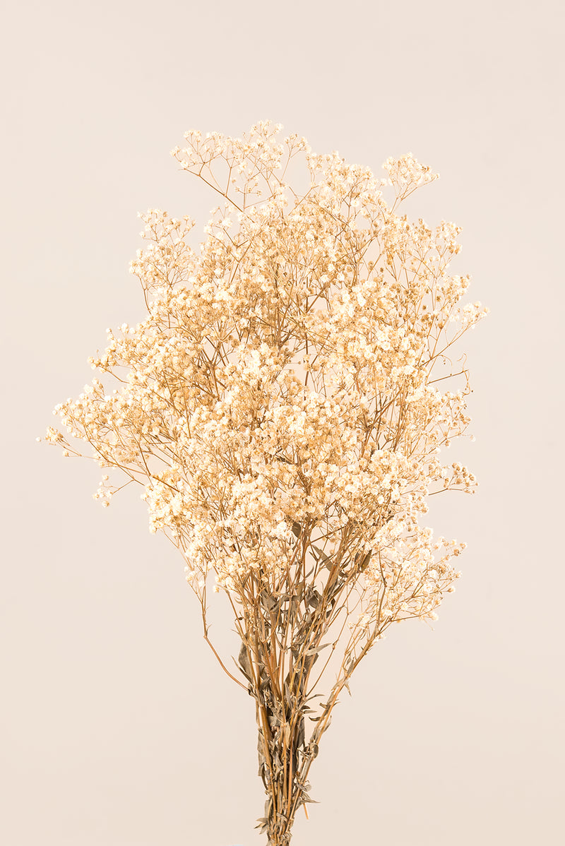 Gypsophila