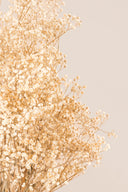 Gypsophila