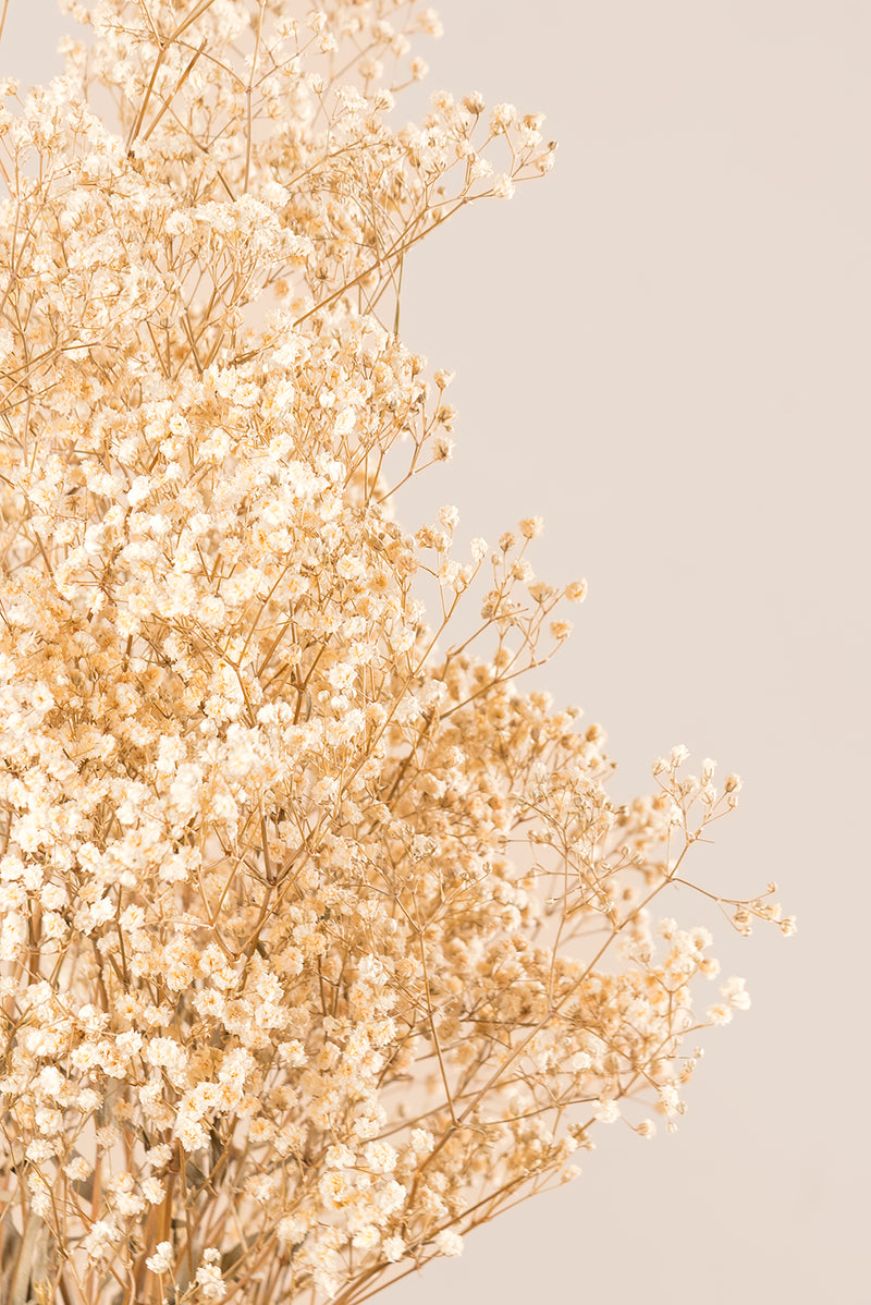 Gypsophila