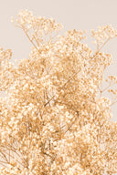 Gypsophila