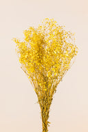 Gypsophila