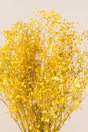 Gypsophila
