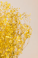 Gypsophila