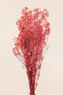 Gypsophila