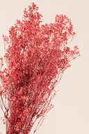 Gypsophila