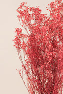 Gypsophila
