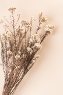 Helychrisium Diosmi (Rice flower)
