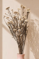Helychrisium Diosmi (Rice flower)