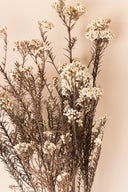 Helychrisium Diosmi (Rice flower)