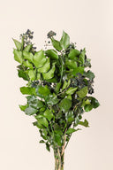 Hedera Arborea With Fruits