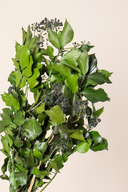 Hedera Arborea With Fruits