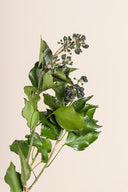 Hedera Arborea With Fruits