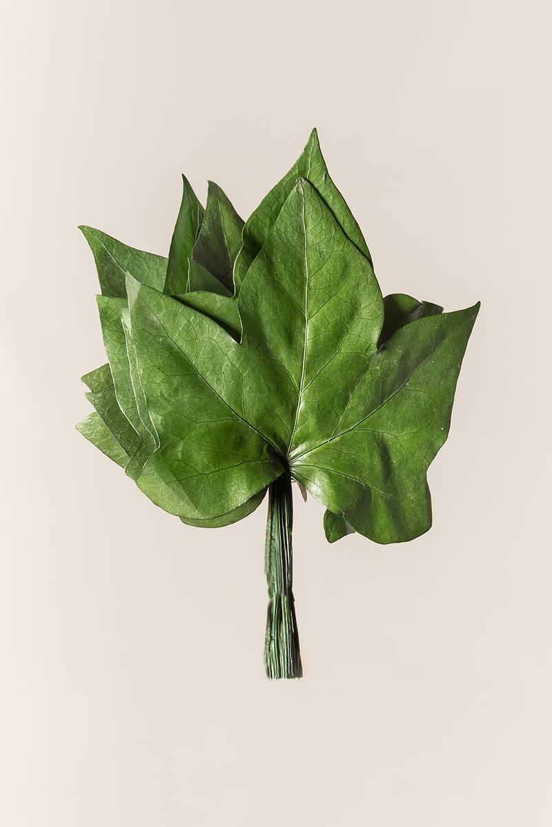 Hedera Leaves