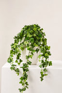 Hedera Helix Mini