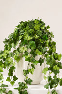 Hedera Helix Mini