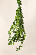 Hedera Helix Mini