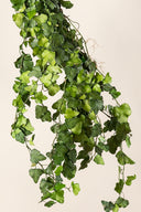 Hedera Helix Mini