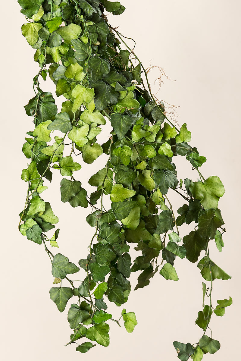 Hedera Helix Mini