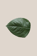 Rose leaves - Box 350 u.