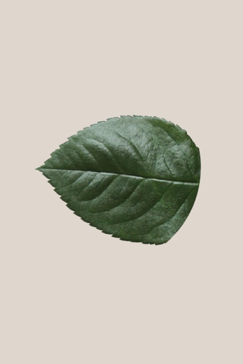 Rose leaves - Box 350 u.