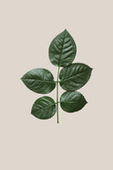 Rose leaves - Box 350 u.