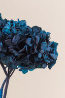 Hydrangea Standard