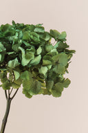 Hydrangea Standard