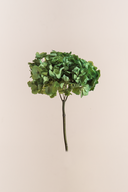 Hydrangea Standard
