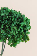 Hydrangea Standard