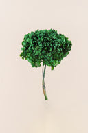 Hydrangea Standard
