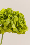 Hydrangea Standard