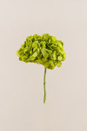Hydrangea Standard