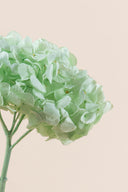 Hydrangea Premium