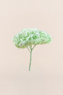 Hydrangea Premium