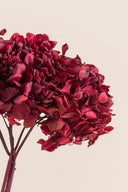 Hydrangea Standard