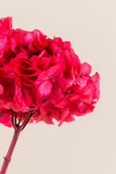 Hydrangea Standard